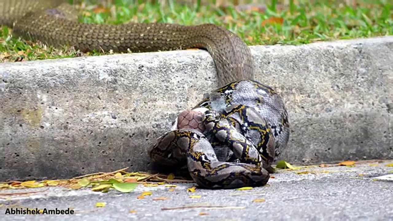 KING COBRA Vs PYTHON SNAKE Wild Animal Attack !