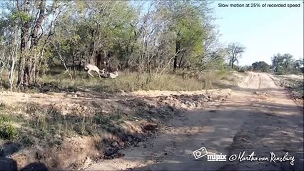 Leopards Attack deer compilation Most Amazing 2016   HD