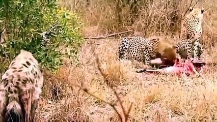 Lion Vs Hyena, Cheetah Vs Hyena , Leopard vs Hyena Real Fight compilation - Animal Attack