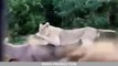 12 CRAZIEST Animal Fights Caught On Camera - Most Amazing Wild Animal Attacks
