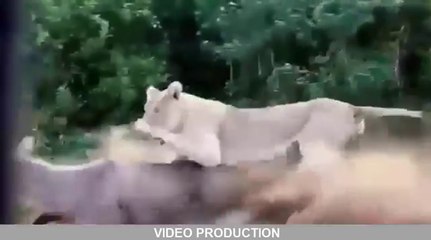 12 CRAZIEST Animal Fights Caught On Camera - Most Amazing Wild Animal Attacks