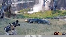 15 CRAZIEST Animal Fights Caught On Camera #5 - Crocodile,Elephant,Leopard,Zebra,Rhyno,Eagle,Cobra