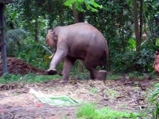 Elephant kicking at Annakota, Guruvayoor, Trichur, Kerala
