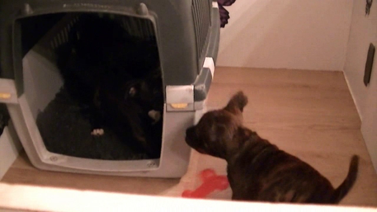 93ème vidéo Les petits loulous de STAFFORDLAND juste avant de dormir