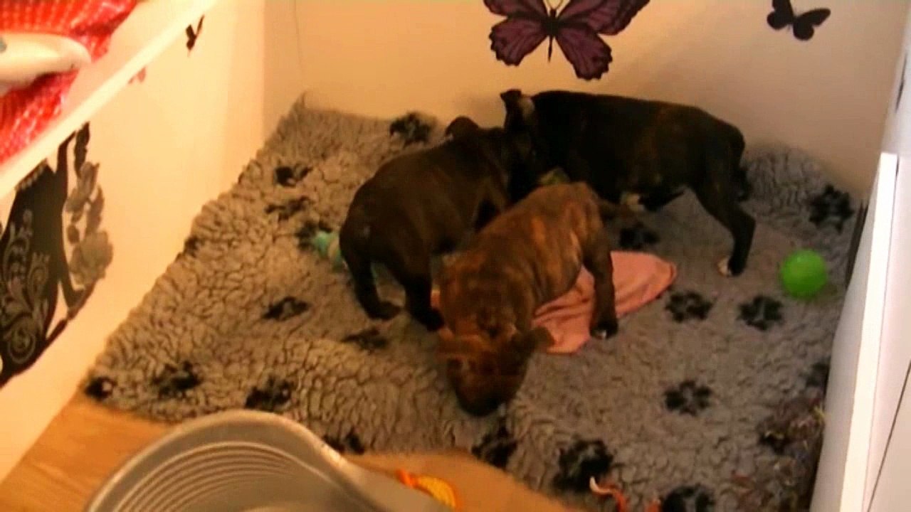 96ème vidéo Les petits loulous de STAFFORDLAND