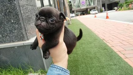 A handful of tiny pug puppy