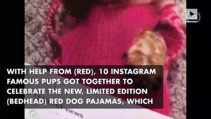 WATCH: celebrity dog cast recreates Kanye’s ‘Famous’ music video for charity