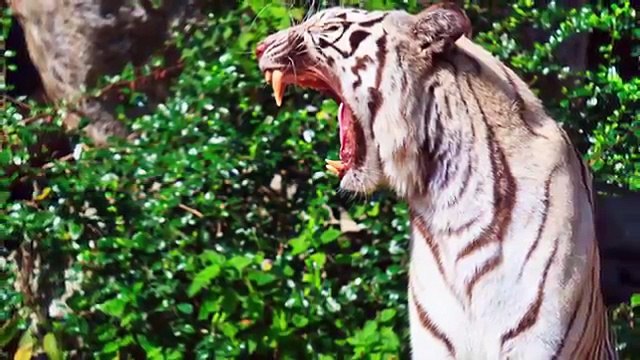 10 Horrifying Zoo Accidents