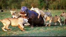 Buffalo Kills Lion - Hyena vs Lion - Hippo vs Lion - Elephant vs Lion - Crocodile vs Buffalo