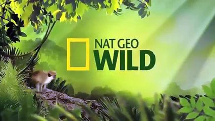 Crocodile Kills Lion