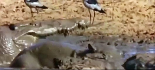 Crocodile vs Hippo in water real fight