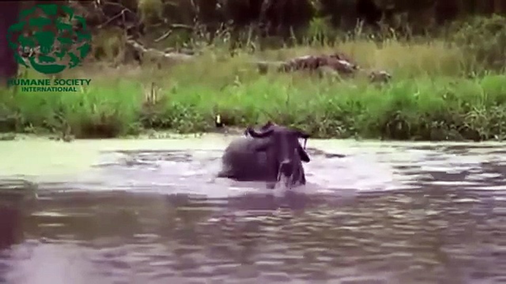 Crocodiles vs buffalo, Crocodiles vs hippo Wild animals fight to death Crocodile attack prey