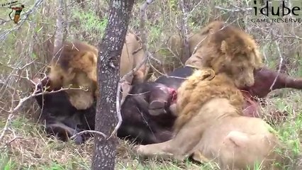 Intense Footage Three Male Lions Killing A Buffalo Bull