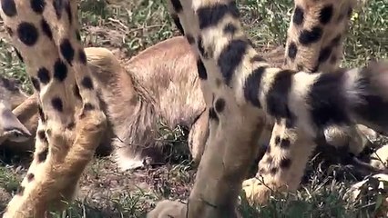 Cheetahs and Baby Gazelle