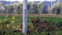 Dog chases and catches and kills a screaming Hare