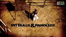 Is it the End of Villalobos   Pit Bulls & Parolees