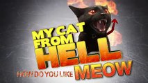 Why Jackson Galaxy Does What He Does   My Cat From Hell
