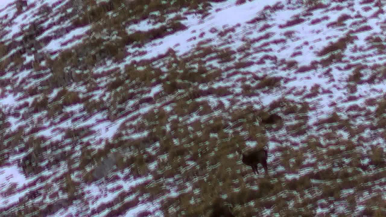 Chamois 2016   ( Bachilianne)