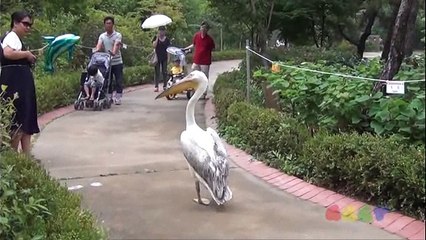 subscribe/Funny Video must watch- Pimp Pelican Walks Around Like He Own - 480P