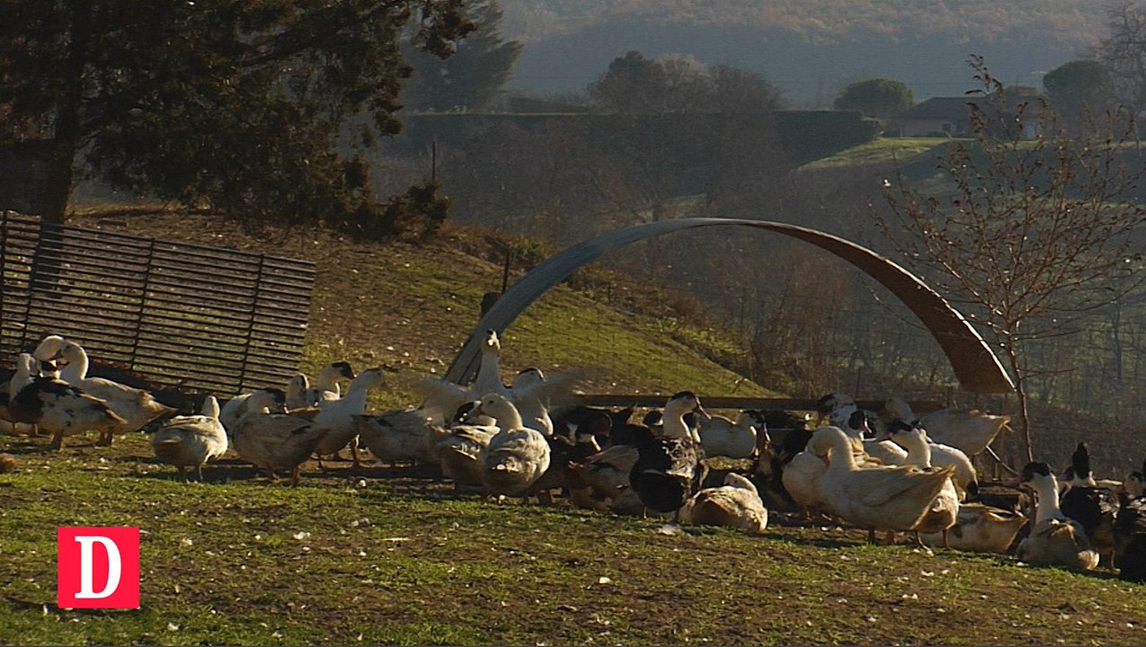 Flash Info 06-12-2016 Grippe aviaire : les producteurs de canards inquiets