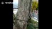 Tree survives being struck by lightning, just