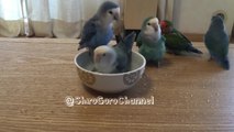 Flock of parrots take turns for bath time