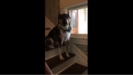 Dog hates mailman - does his best not to bark