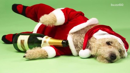 Reasons Your Pet Shouldn't be at Your Holiday Party