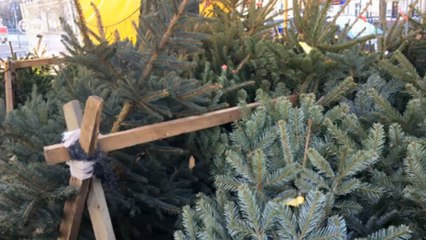 O pinheiro de Natal preferido em Berlim