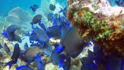 Incredibly beautiful blue tangs are extremely poisonous