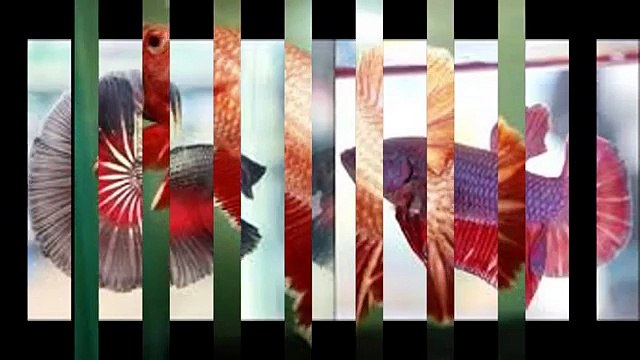 WA 0813 3138 6118 jual ikan cupang serit, jual ikan cupang samarinda, jual ikan cupang slayer