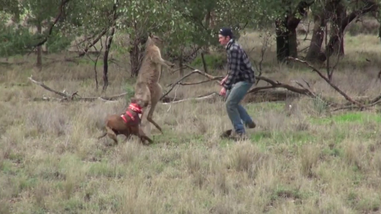 Il se bat avec ce kangourou pour sauver son chien