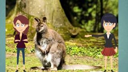 Interesting Music Video Book For Kids About Kangaroos