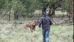 Man Punches Kangaroo In The Face To Save His Dog (full video)