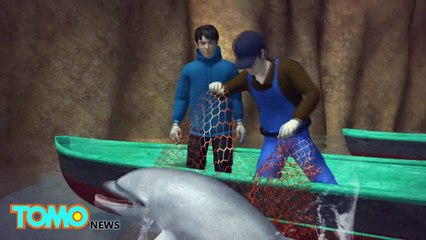 Mãe golfinho mata seu filhote de 4 dias por misericórdia.