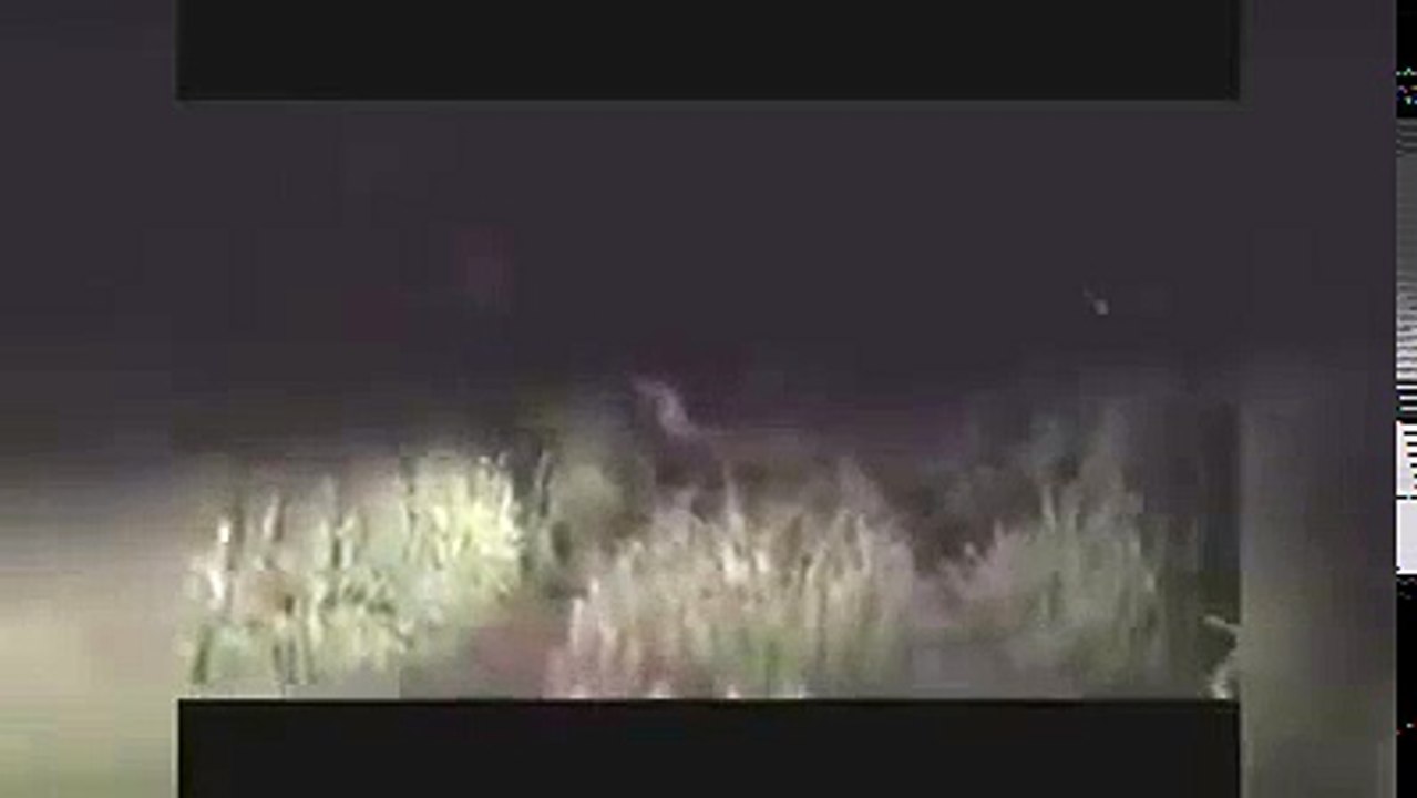 Weird Creature caught on DashCam in Mexico