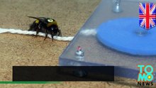 Cientistas descobrem que as abelhas bumble podem aprender e compartilhar habilidades para uso de ferramentas.