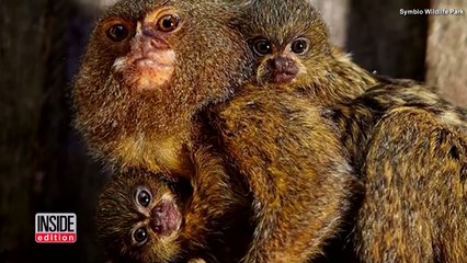 Family of Marmoset Monkeys Reunited After Being Stolen From Home