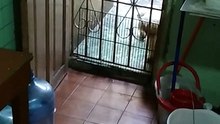 mi perrita luna se siente spider dog