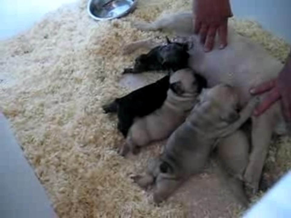 ptit bouledogue francais