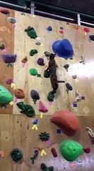 Cat climbing a rock wall