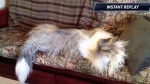 Dog falls off sofa  Love my dog