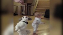 Baby Copies Dog - Super Cute