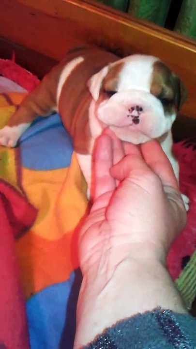 Bébés Bulldogs Anglais Les Bulls de New Church