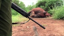 A cause du braconnage, de plus en plus d'éléphants naissent sans défenses en Afrique