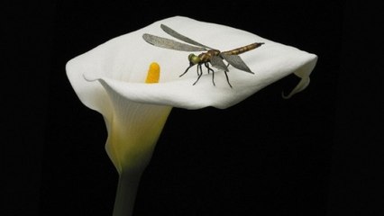 Udemy Sexo-Genero-Sexualidad