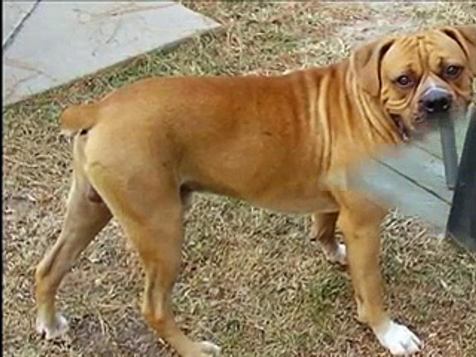 top ten pet dog_x264