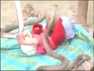 Can you believe this. 4 Cobra Snakes protecting a sleeping Baby.