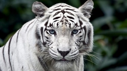 10 Animals with Unusual Colour Mutations