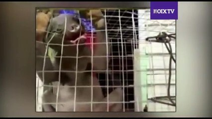 Alien caught Real Or Fake ?